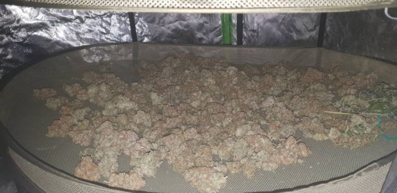 cannabis harvest 2