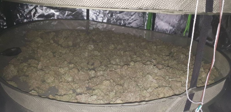 cannabis harvest