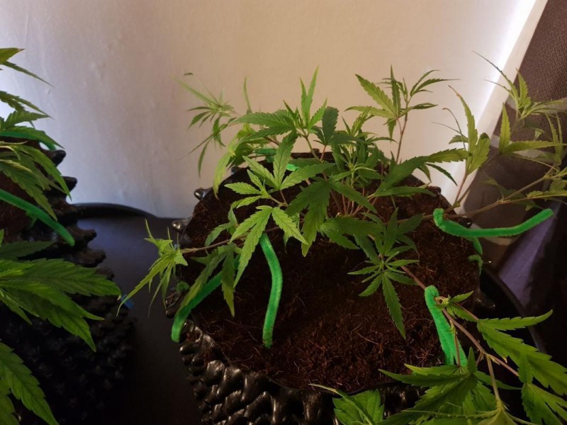 ”how to train cannabis plants”