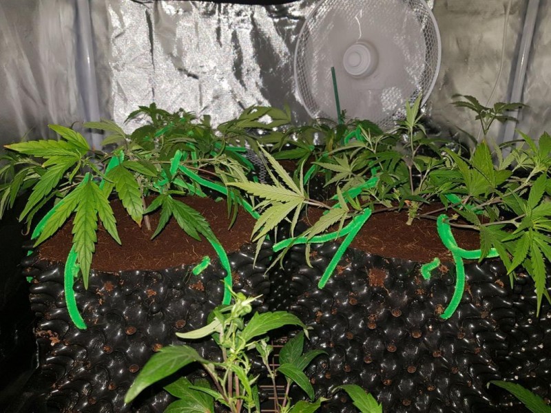 ”cannabis training guide”