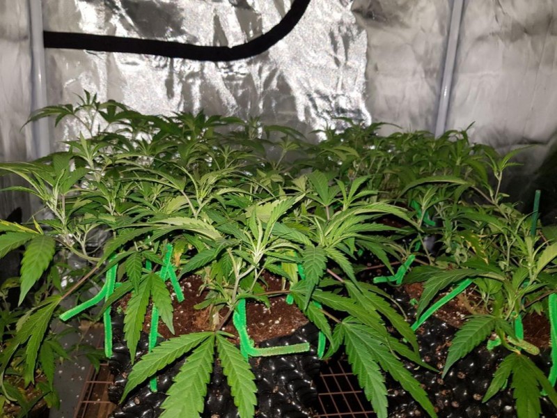 Growing cannabis for personal consumption