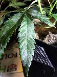 bad-wpm-white-powdery-mildew-mold-on-cannabis-leaves-sm