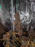 IMG_20191027_184849