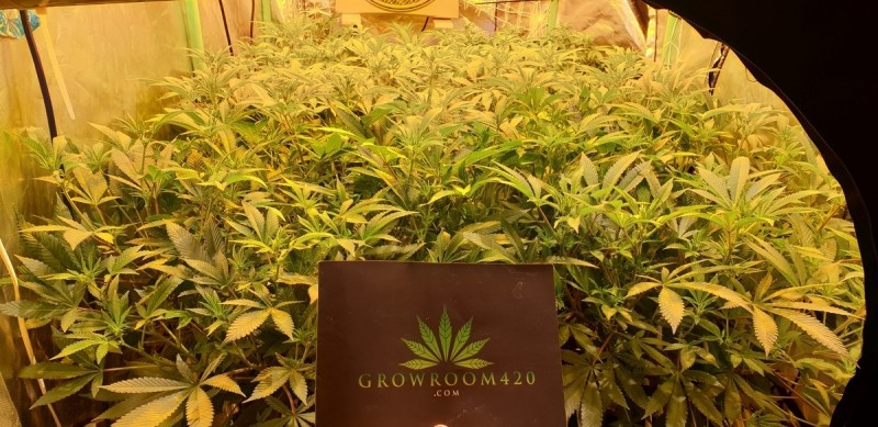 Chiesel grow diary