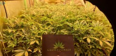 Chiesel grow diary