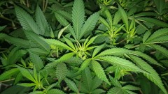Chiesel strain
