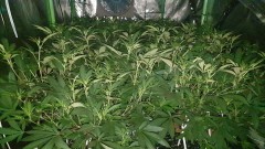 Chiesel strain