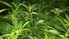 Chiesel strain