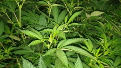 Chiesel strain