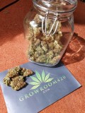 Glueberry O.G strain review