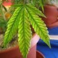 medium_cannabis-magnesium-deficiency