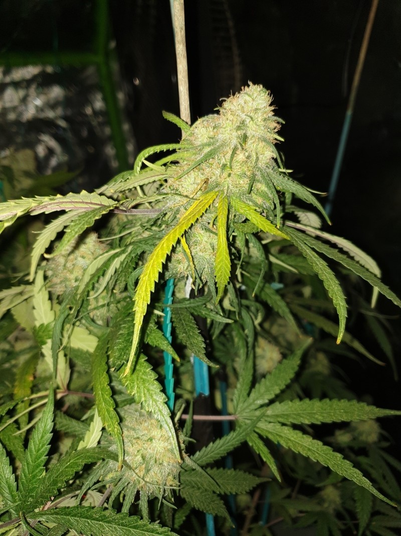 early signs of bud rot