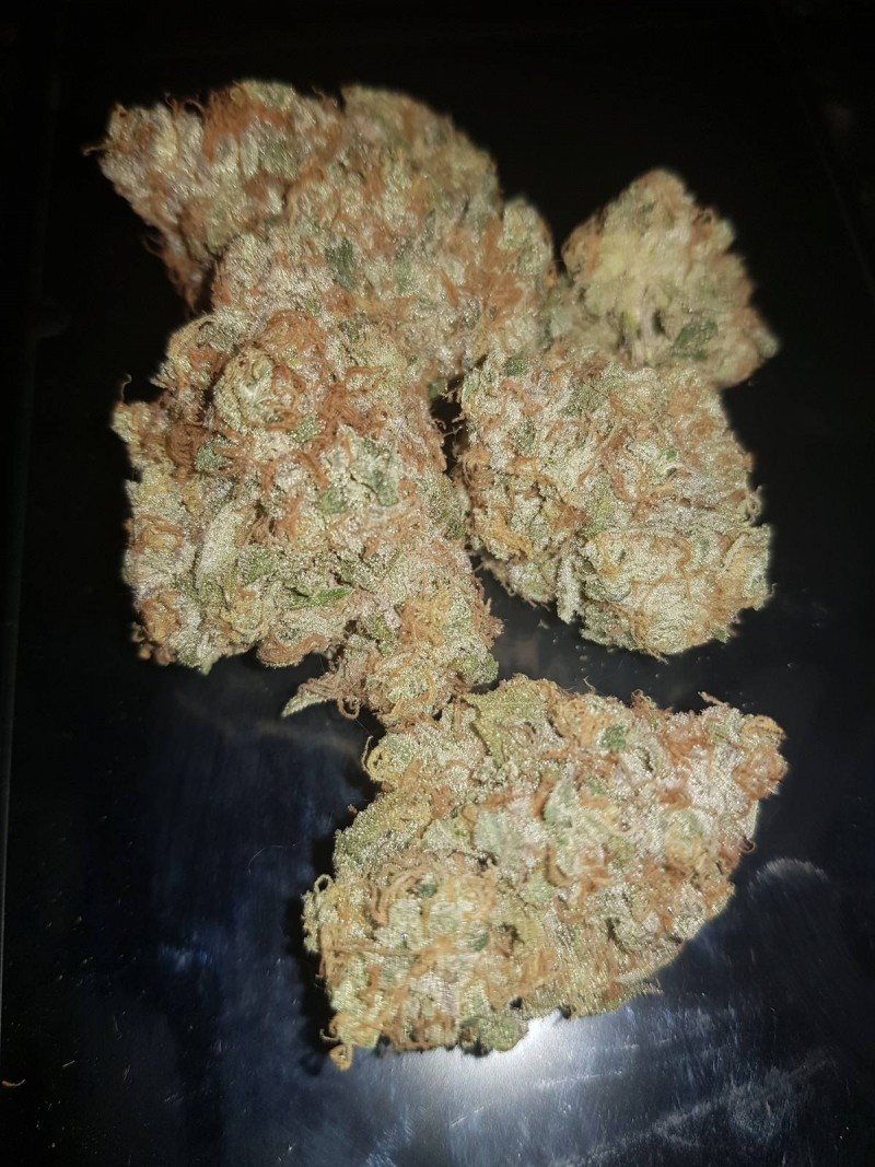 Legendary Punch curing buds from royal queen seeds