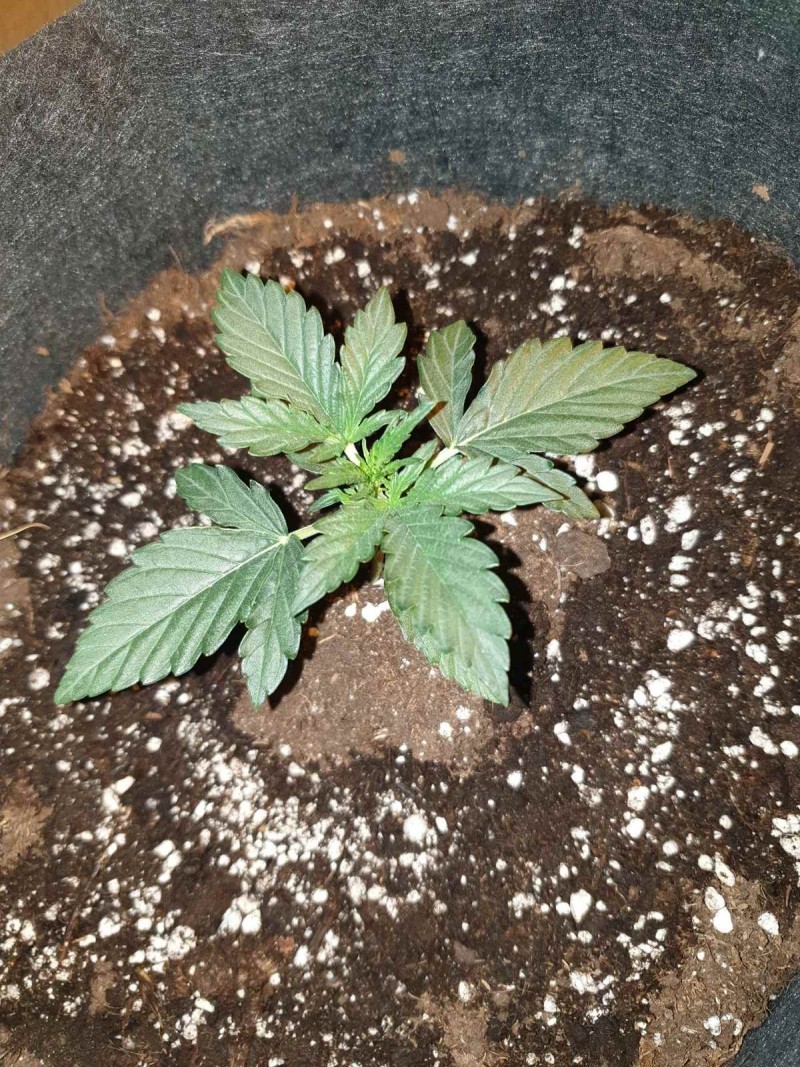 Purple punch auto day 11