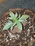 Purple punch auto day 11