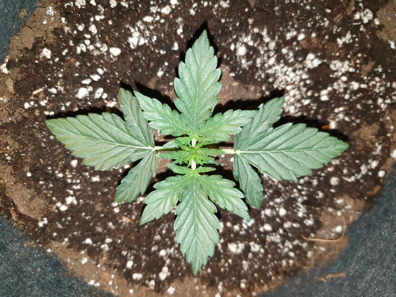 Purple punch auto day 11