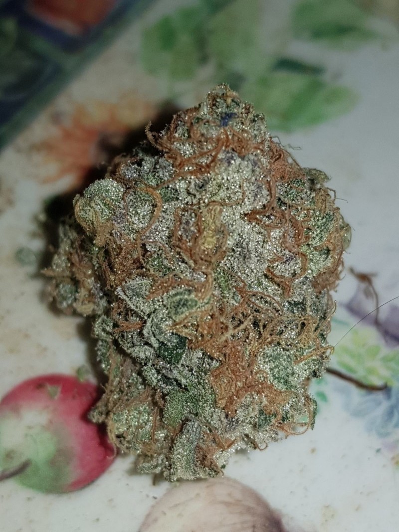 Legendary Punch part cured buds from royal queen seeds