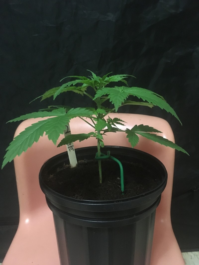 seedstockers white widow