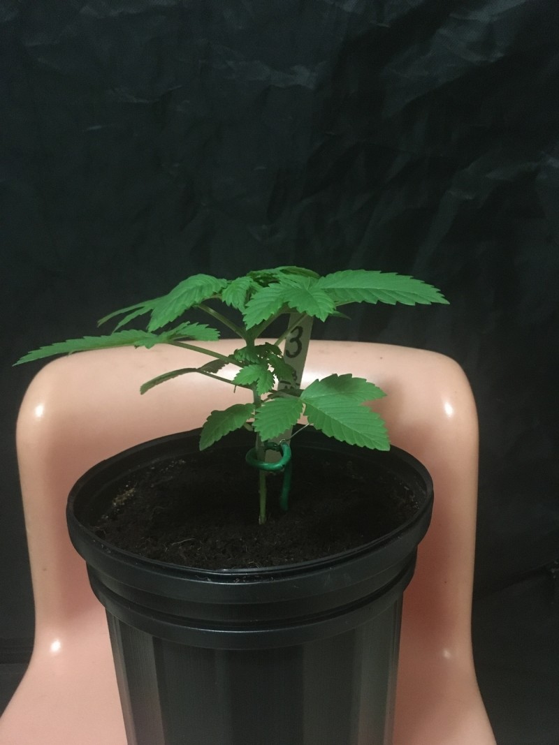 seedstockers white widow