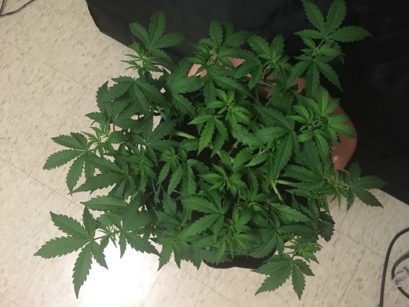learn to grow cannabis