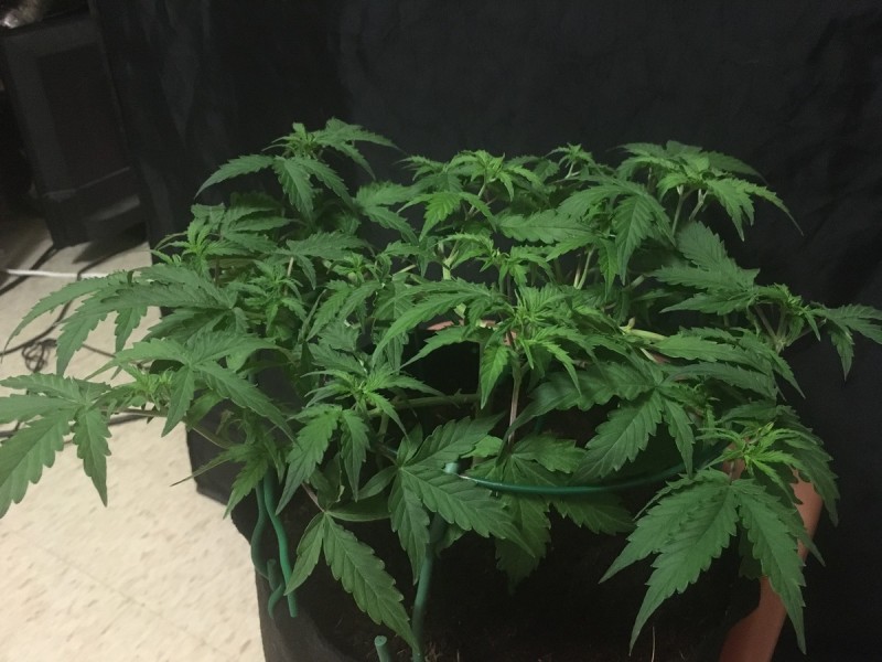 led coco grow