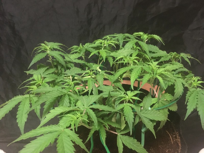 seedstockers auto