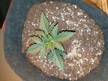 Day 12