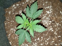 Day 12
