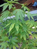 yellow-spots-tmv-or-weird-disease-virus-cannabis-yellow-leaf-spo