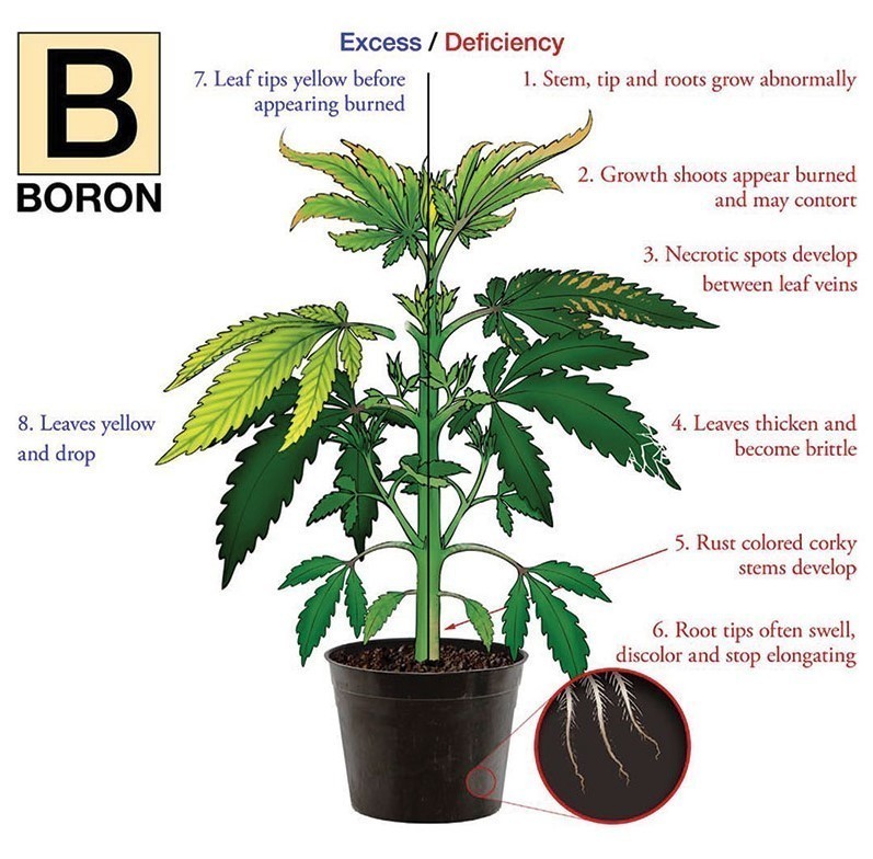 Boron