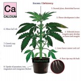 Calcium