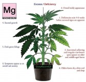 Magnesium
