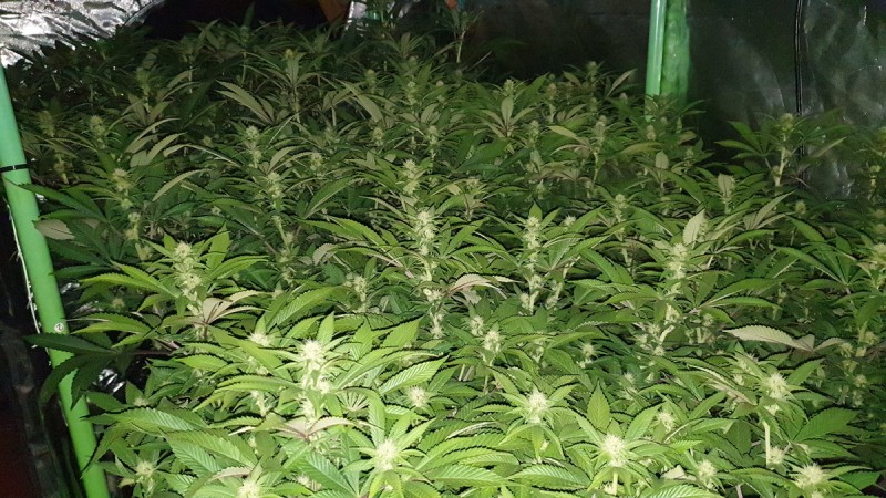 Chiesel grow diary