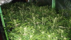 Chiesel grow diary