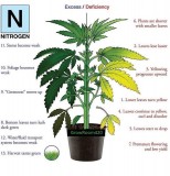 Nitrogen