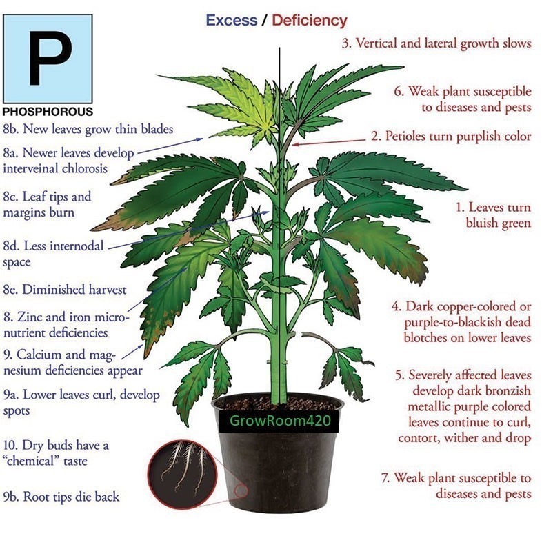 Phosphorous