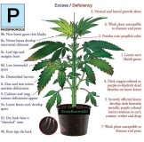 Phosphorous