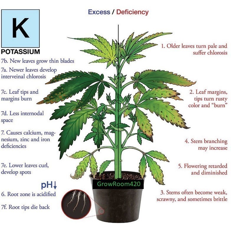 Potassium