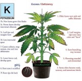 Potassium