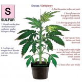 Sulfur