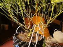 lollipopping cannabis plant