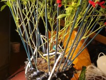 lollipopping cannabis plant