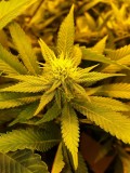 lollipopping cannabis plant