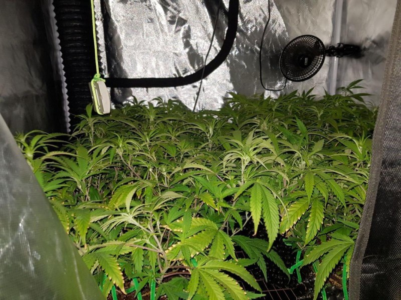 cannabis grow guide