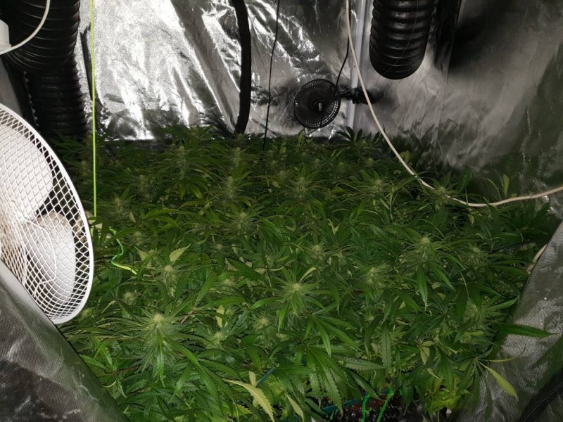”cannabis plant training”