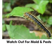 marijuana-mold-bugs-pests