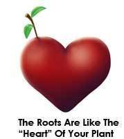 roots-heart-marijuana-plant