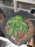DAY 17