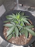 DAY 17