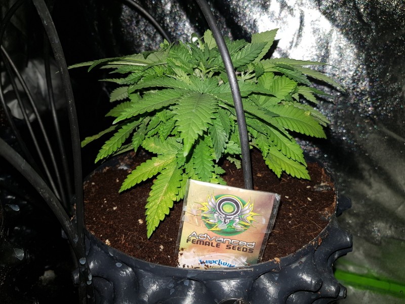 Knockout from Advanced female seeds topped and ready for LST